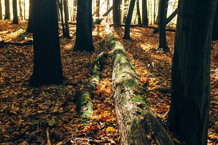 Autumn woods. Beautiful old fallen tree in moss and yellow and brown fall leaves on ground in sunny warm forest. Autumnal background. Oak tree leaf. Hello autumnの写真素材