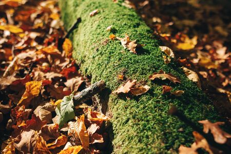 Autumn woods. Beautiful old fallen tree in moss and yellow and brown fall leaves on ground in sunny warm forest. Autumnal background. Oak tree leaf. Hello autumnの写真素材