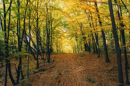 Autumn woods. Beautiful golden trees and path way in fall leaves in sunny warm forest. Oak and...