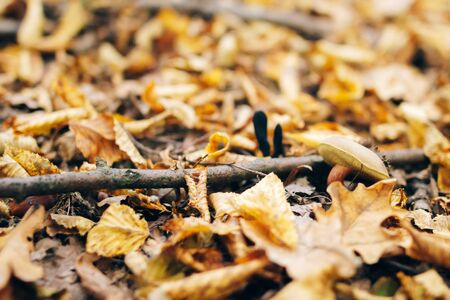 Xerocomus mushroom in autumn leaves  in sunny woods. Picking mushrooms in forest. Fungi with fall leaves. Copy space. Mushroom hunting.の写真素材