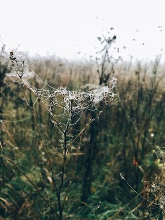 Wildflowers in cobweb with dew drops in cold autumn morning in foggy meadow. Tranquil moment. Hello fall. Autumn background. Atmospheric morningの写真素材