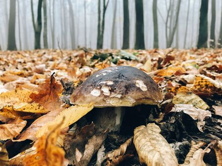Boletus edulis mushroom in autumn leaves in woods. Picking mushrooms in forest.  Porcini with fall leaves on background of foggy woods. Copy spaceの写真素材