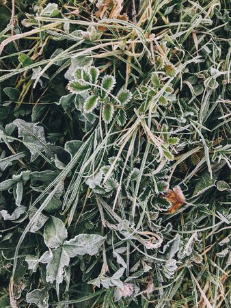 Frozen grass with autumn leaves in foggy meadow in cold morning. Beautiful nature pattern.Top view. Tranquil moment. Atmospheric morning. Grass in ice dewの写真素材