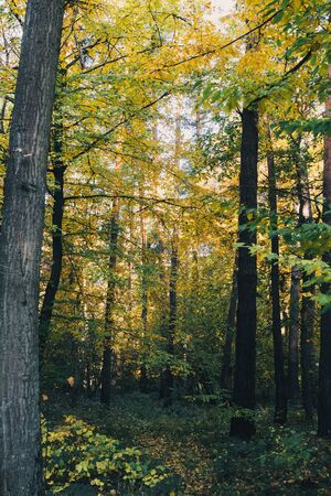 Autumn woods. Beautiful yellow and green trees in sunny warm forest. Autumnal background. Oak and hornbeam golden trees. Hello fall. Tranquil momentの写真素材
