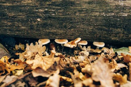 Mushrooms on stump with green moss and autumn leaves in sunny woods. Mushroom hunting in autumn forest. Hypholoma fasciculare. Gilled fungiの写真素材