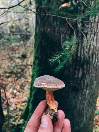 Hand holding edible mushroom in autumn woods. Picking mushrooms in forest. Xerocomus in hand on background of tree in foggy woods.の写真素材