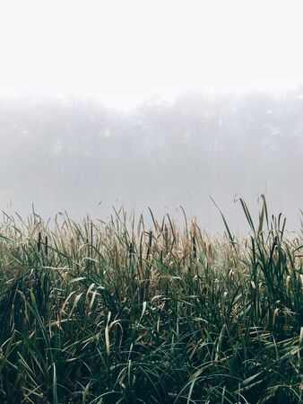 Foggy lake, green grass in mist in cold autumn morning on background of woods. Tranquil moment. Hello fall. Autumn background. Atmospheric morningの写真素材