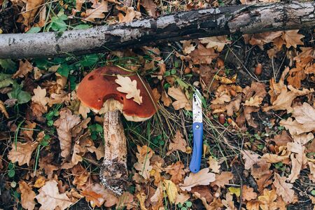 Mushroom hunting. Leccinum aurantiacum mushroom and knife in autumn leaves on ground in sunny woods, top view. Picking mushrooms in forest. Leccinum.の写真素材