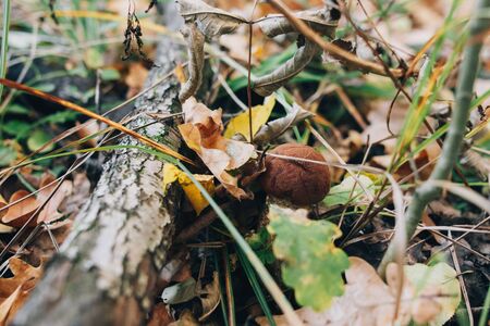 Leccinum aurantiacum mushrooms in autumn leaves and grass in  sunny woods. Picking mushrooms in forest. Leccinum with fall leaves. Copy space. Mushroom huntingの写真素材
