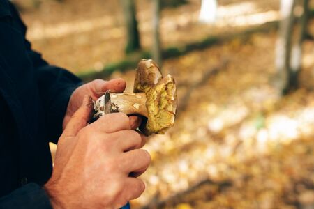 Cutting Porcini with knife on background of sunny woods and fall leaves. Hands holding boletus edulis mushroom and cleaning it in autumn woods. Picking mushrooms in forest.の写真素材