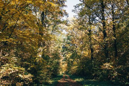 Autumn woods. Beautiful golden trees and path way in fall leaves in sunny warm forest. Oak and hornbeam yellow and green trees. Hello fall. Tranquil moment. Autumnal background.の写真素材