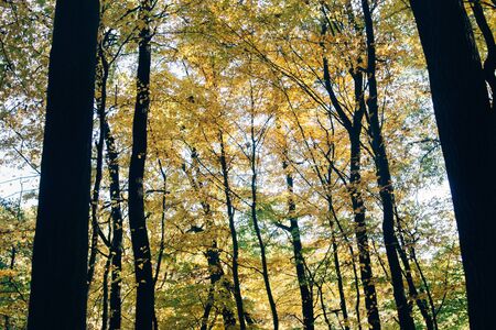 Autumn woods. Beautiful yellow and green trees in sunny warm forest. Autumnal background. Oak and hornbeam golden trees. Hello fall. Tranquil momentの写真素材