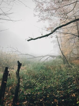 Old fallen trees with moss in foggy autumn woods near lake in cold autumn morning. Mist  in forest. Tranquil moment. Hello fall. Autumn background. Atmospheric morningの写真素材
