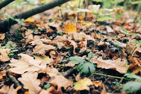 Autumn leaves. Beautiful fall yellow and brown leaves on ground in forest. Autumnal background. Oak tree leafの写真素材