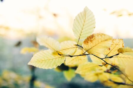 Autumn leaves on tree branch in sunny woods. Beautiful yellow hornbeam leaves on branches in fall. Autumn forest. Tranquil moment. Copy spaceの写真素材