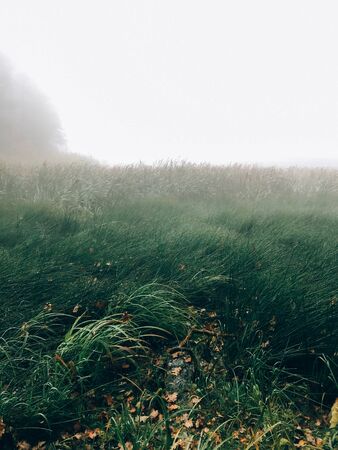 Foggy lake, green grass in mist in cold autumn morning on background of woods. Tranquil moment. Hello fall. Autumn background. Atmospheric morningの写真素材