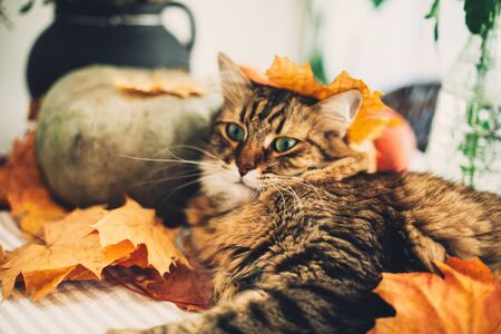 Cute Maine coon cat playing with autumn leaves, lying on rustic table with pumpkins. Thanksgiving or Halloween concept. Adorable tabby cat with green eyes and funny emotions in yellow leaves