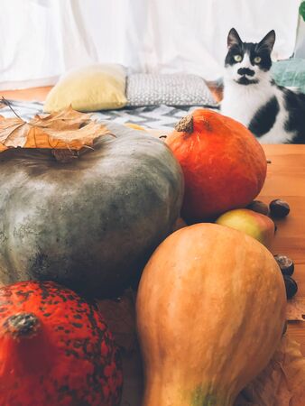 Cute cat sitting at wooden table with pumpkins, autumn leaves, apples, pears, corn, nuts and chestnuts on background of window. Happy Thanksgiving concept . Phone vertical photoの写真素材