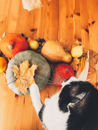 Cute cat sitting on wooden table with pumpkins, autumn leaves, apples, pears, corn, nuts and chestnuts. Top view. Happy Thanksgiving concept . Phone vertical photoの写真素材
