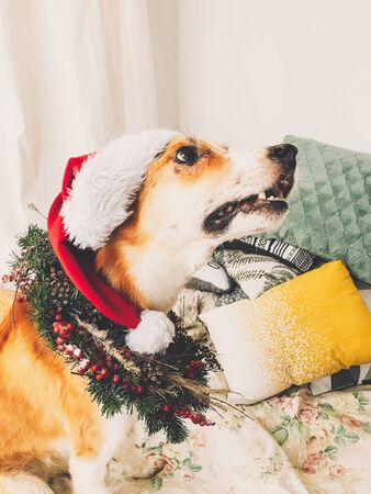Golden dog in santa hat and christmas wreath waiting for a treat from owner in stylish room. Happy holidays. Festive home pets. Funny dog with cute expression. Phone photoの写真素材