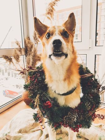 Golden dog in christmas wreath sitting in stylish room. Happy holidays. Festive home pets. Funny dog with cute expression in rustic wreath. Phone photoの写真素材