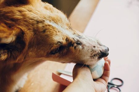 Cute golden dog playing with owner, trying to eat stylish easter egg in room. Lifestyle photo. Adorable dog sniffing easter egg, funny moment. Happy Easterの写真素材