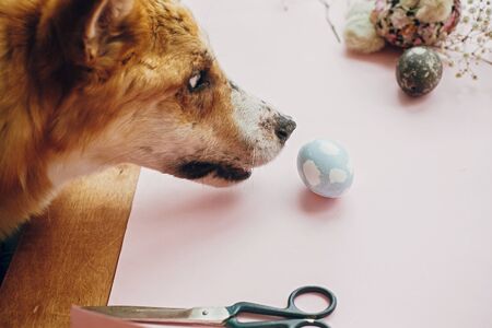 Cute golden dog playing with owner, trying to eat stylish easter egg in room. Lifestyle photo....