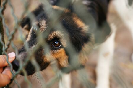 Hand caressing cute scared fluffy dog behind metal fence in summer day. Adoption from shelter concept. Mixed breed black and white dog. Sweet  doggy in shelter with sad lookの写真素材