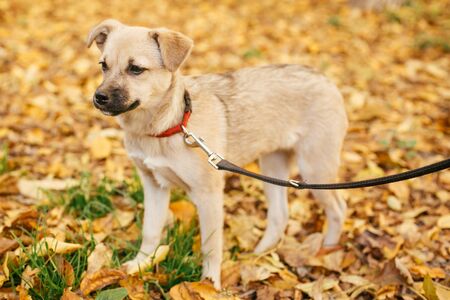 Cute scared dog walking next to volunteer in autumn park. Adoption from shelter concept. Mixed breed little yellow dog. Sweet little dog in shelter with sad lookの写真素材