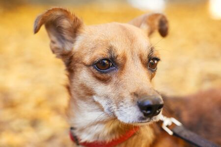 Portrait of cute little scared dog walking next to volunteer in autumn park. Adoption from shelter concept. Mixed breed little yellow dog. Sweet dog in shelter with sad lookの写真素材