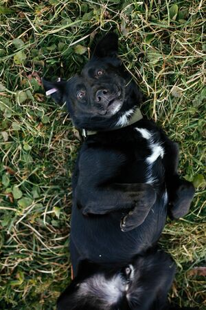 Portrait of cute happy dog lying and having fun in grass in green park. Adoption from shelter...