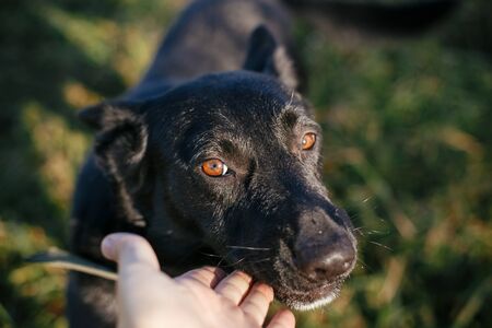 Person caressing cute black dog. Volunteer hugging mixed breed dog in green park. Adoption from shelter concept. Sweet black dog on walkの写真素材