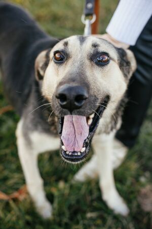 Person caressing cute  dog. Volunteer hugging mixed breed german shepherd dog in green park. Adoption from shelter concept. Sweet black and grey dog on walkの写真素材