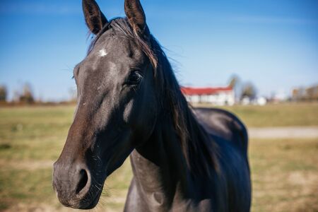 Cute black horse standing behind fence on background of  hippodrome. Portrait of beautiful horse in...