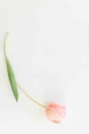 One pink tulip flat lay on white background, space for text. Stylish soft spring image. Floral Greeting card mockup. Creative minimal vertical photoの写真素材