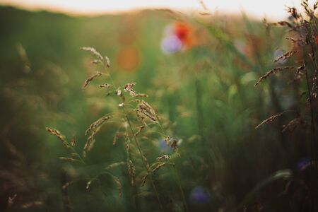 Herbs and grasses in sunset light in summer meadow, selective focus. Wildflowers close up in warm light, summer in countryside. Tranquil beautiful rural moment. Wild grassの写真素材