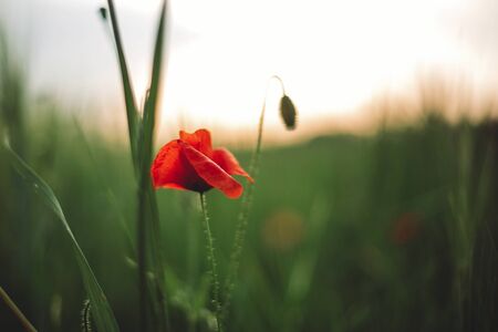 Poppy flowers and green grass in sunset light in summer meadow, selective focus. Atmospheric beautiful moment. Wildflowers close up  in warm light, summer in countryside. Environmentの写真素材