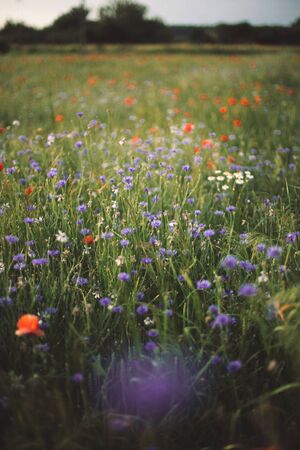 Cornflowers and Poppy  in sunset light in summer meadow. Atmospheric beautiful moment. Copy space. Wildflowers in warm light, flowers in countryside. Rural simple lifeの写真素材