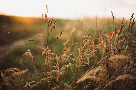 Herbs and grasses in sunset light in summer meadow, selective focus. Wildflowers close up in warm light, summer in countryside. Tranquil beautiful rural moment. Wild grassの写真素材