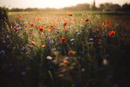 Poppy and cornflowers in sunset light in summer meadow. Atmospheric beautiful moment. Copy space. Wildflowers in warm light, flowers in countryside. Rural simple lifeの写真素材