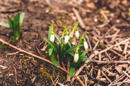 Fresh spring snowflake  white buds and green stems growing in garden, copy space. Beautiful first spring flowers close up.Hello spring. Awakening of nature. Conservation of speciesの写真素材