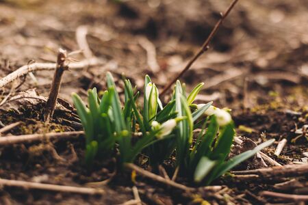Fresh spring snowflake  white buds and green stems growing in garden, copy space. Beautiful first spring flowers close up.Hello spring. Awakening of nature. Conservation of speciesの写真素材