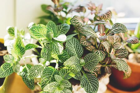 Cute plant in modern pot with green and white leaves in warm sunny light on wooden window sill. Modern Home decor. Houseplant. Gardening at homeの写真素材