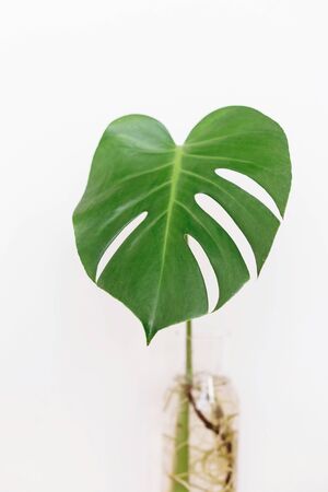 Monstera leaf in glass vase on white background with copy space. Modern Home decor. Palm leaf. Monstera stem in water. Houseplantの写真素材