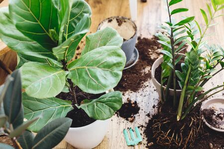 Repotting plants at home. Ficus Fiddle Leaf Fig tree and zamioculcas plants on floor with pots, roots, ground and gardening tools. Potting or transplanting plants. Houseplant.の写真素材