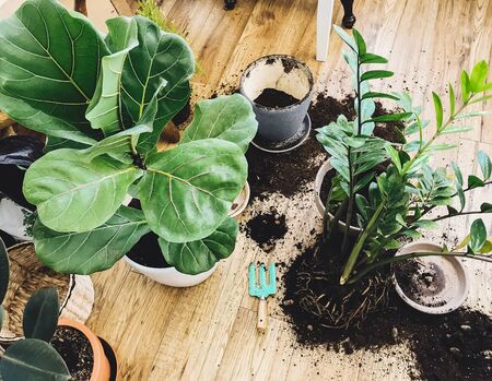 Repotting plants at home. Ficus Lyrata tree and zamioculcas plant on floor with roots, ground and gardening tools. Potting or transplanting plants. Houseplant. Plants in modern interior roomの写真素材