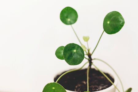 Pilea peperomioides plant in modern pot on white background with copy space. Modern Home decor. Houseplant. Pancakes plant in white clay potの写真素材