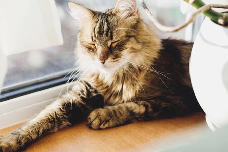 Cute tabby cat lying on wooden window sill in warm sunny light and relaxing. Adorable Main coon sleeping, cozy image. Isolation at home during coronavirus pandemic conceptの写真素材
