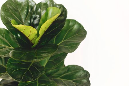 Ficus Lyrata. Beautiful fiddle leaf tree leaves on white background. Fresh new green leaves growing from fig tree, close up. Houseplant. Plants in modern interior roomの写真素材