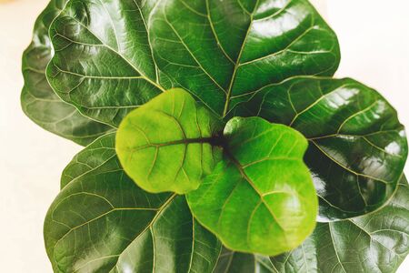 Ficus Lyrata. Beautiful fiddle leaf tree, fresh new green leaves growing from fig tree on white background. Top view. Houseplant. Plants in modern interior roomの写真素材